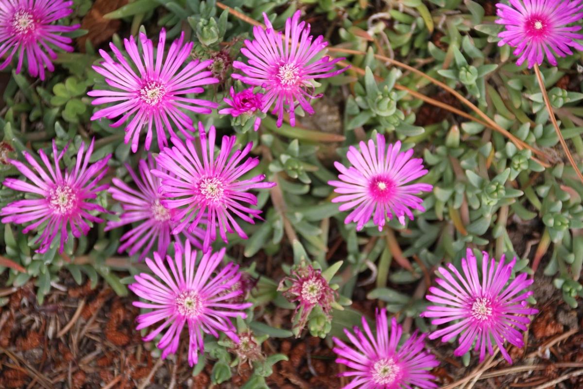 Τι λουλούδια να φυτέψετε στον τάφο / photo pexels.com