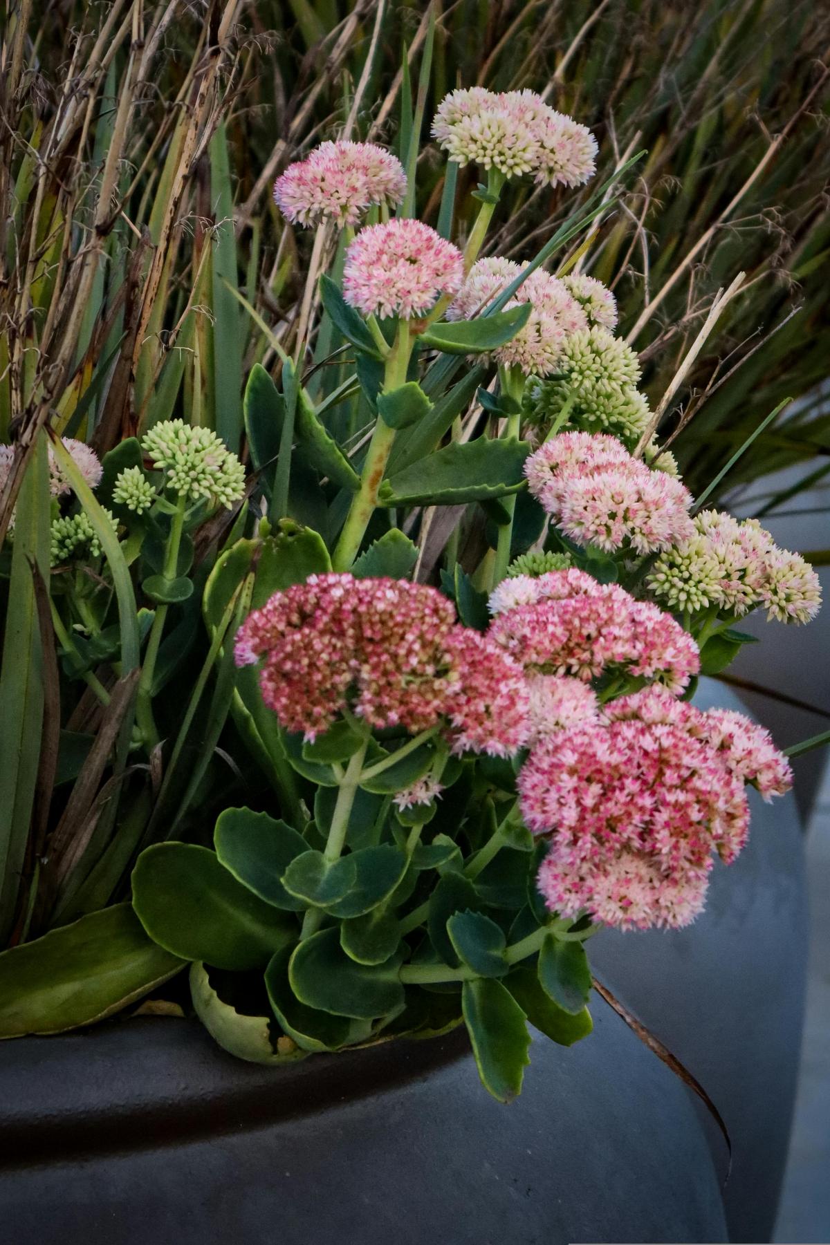 Ποια λουλούδια να φυτέψετε στο νεκροταφείο για να ανθίζουν όλο το καλοκαίρι / photo pexels.com