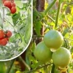 Διακόσια γραμμάρια και είναι ώριμα: μια καλλιεργήτρια λαχανικών μοιράστηκε τη