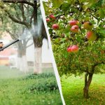 Οι αφίδες δεν θα αγγίξουν ποτέ ξανά τις μηλιές: μια αποτελεσματική λύση δύο συστατικών Οι αφίδες δεν θα αγγίξουν ποτέ ξανά τις μηλιές: μια