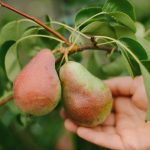 Πώς να κλαδέψετε σωστά μια αχλαδιά για να έχετε μια τεράστια συγκομιδή: συμβουλές κηπουρών Πώς να κλαδέψετε σωστά μια αχλαδιά για να έχετε μια