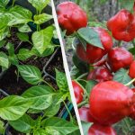 Αυτά τα 7 φυτά σπέρνονται σε σπορόφυτα τώρα: είναι απαραίτητο να υπάρχει χρόνος μέχρι το τέλος Ιανουαρίου. Αυτά τα 7 φυτά σπέρνονται σε σπορόφυτα τώρα: είναι απαραίτητο