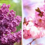 Τι δεν πρέπει να κλαδεύεται τον Δεκέμβριο: ο εμπειρογνώμονας ονόμασε