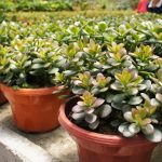 Πού να τοποθετήσετε ένα δέντρο χρημάτων: οι κηπουροί είπαν πώς να το φροντίζουν Πού να τοποθετήσετε ένα δέντρο χρημάτων: οι κηπουροί είπαν πώς