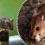 Οι αρουραίοι και τα ποντίκια θα διασκορπιστούν και θα εξαφανιστούν για πάντα αν αφήσετε ένα προϊόν για να φάνε. Οι αρουραίοι και τα ποντίκια θα διασκορπιστούν και θα εξαφανιστούν