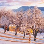 Τα δέντρα “πίνουν” νερό ακόμη και το χειμώνα: πότε και