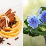 Πώς να κάνετε ακόμη και ένα "ραβδί" να ανθίσει: ένα αποδεδειγμένο λίπασμα τριών συστατικών Πώς να κάνετε ακόμη και ένα “ραβδί” να ανθίσει: ένα