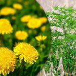 Portulaca, wheatgrass, ragweed: πώς να απαλλαγείτε από τα ζιζάνια στον λαχανόκηπο για πάντα Portulaca, wheatgrass, ragweed: πώς να απαλλαγείτε από τα ζιζάνια στον