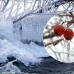 Παγετοί έως -30: ποια φυτά στον κήπο θα υποφέρουν πρώτα