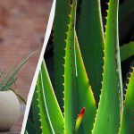 Γιατί η αλόη στεγνώνει και πώς να τη σώσετε: 7 εύκολα βήματα Γιατί η αλόη στεγνώνει και πώς να τη σώσετε: 7