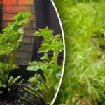 Δεν χρειάζεται να αγοράσετε: ποια χόρτα πρέπει να φυτέψετε στο περβάζι σας αυτή τη στιγμή Δεν χρειάζεται να αγοράσετε: ποια χόρτα πρέπει να φυτέψετε στο