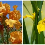 Η φύση εξέπληξε τους πάντες: ένα καλοκαιρινό λουλούδι άνθισε ξαφνικά στη μέση του χειμώνα Η φύση εξέπληξε τους πάντες: ένα καλοκαιρινό λουλούδι άνθισε ξαφνικά