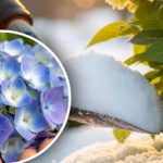 Ορτανσία “δεν θα συγχωρήσει”: τι χειρισμό χειμώνα μπορεί να “σκοτώσει”