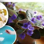 Οι βιολέτες θα “ξυπνήσουν” ακόμη και το χειμώνα: απλή λίπανση
