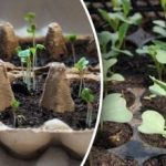 Τι να σπείρετε τον Ιανουάριο στα σπορόφυτα: η δροσιά θα είναι η ισχυρότερη Τι να σπείρετε τον Ιανουάριο στα σπορόφυτα: η δροσιά θα